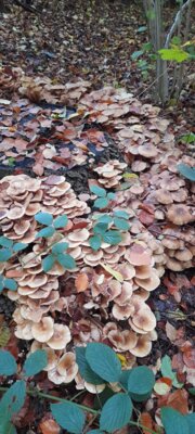 Foto des Albums: Spaziergang Düsternbrooker Gehölz