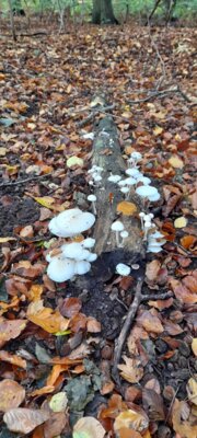 Foto des Albums: Spaziergang Düsternbrooker Gehölz