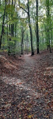 Foto des Albums: Spaziergang Düsternbrooker Gehölz