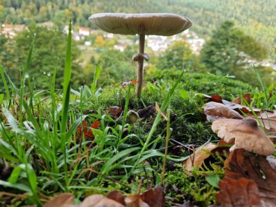 Foto des Albums: Naturpark-Modul Wald Klasse 1a & 1b im SJ 2024/2025