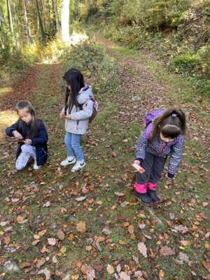 Foto des Albums: Naturpark-Modul Wald Klasse 1a & 1b im SJ 2024/2025