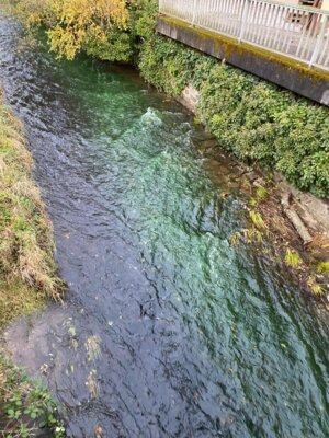 Foto des Albums: Unbekannte Flüssigkeit in Nidder (19. 10. 2024)