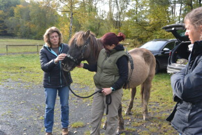 Foto des Albums: Doppellongenkurs mit Andrea Wagner 2024