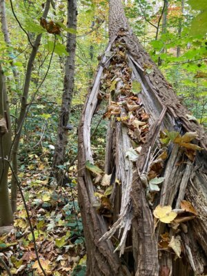 Naturkunst  (Bild vergr&ouml;&szlig;ern)