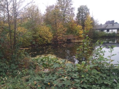 Oberer M&uuml;hlbachteich  (Bild vergr&ouml;&szlig;ern)