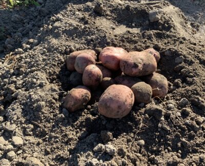 Kartoffeln  (Bild vergr&ouml;&szlig;ern)