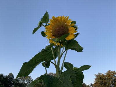 Sonnenblume  (Bild vergr&ouml;&szlig;ern)