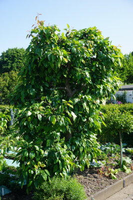 S&auml;ulenobstbaum Birne  (Bild vergr&ouml;&szlig;ern)