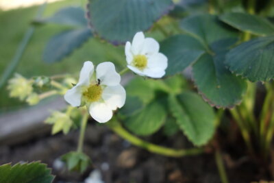 Erdbeerbl&uuml;ten  (Bild vergr&ouml;&szlig;ern)