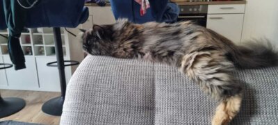 Fotoalbum Coco (Clonie)