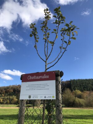 Foto des Albums: Obstbaumallee
