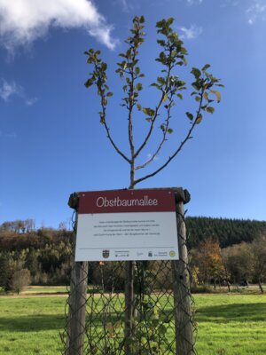 Foto des Albums: Obstbaumallee