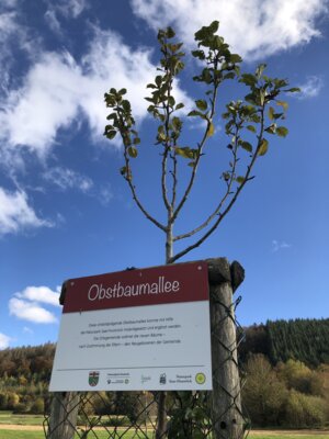 Foto des Albums: Obstbaumallee