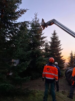 Foto des Albums: Aufstellen des Weihnachtsbaumes am Klostervorplatz (21.11.2024)