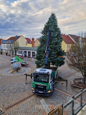 Foto des Albums: Der Weihnachtsbaum wurde aufgestellt