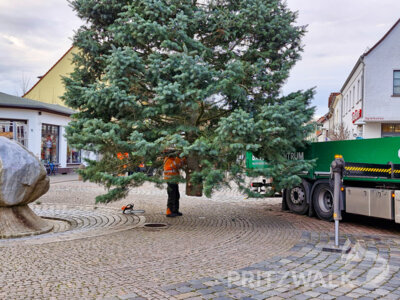 Foto des Albums: Der Weihnachtsbaum wurde aufgestellt