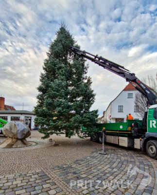 Foto des Albums: Der Weihnachtsbaum wurde aufgestellt