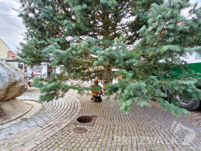 Foto des Albums: Der Weihnachtsbaum wurde aufgestellt