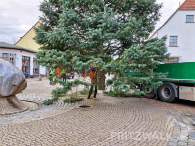 Foto des Albums: Der Weihnachtsbaum wurde aufgestellt