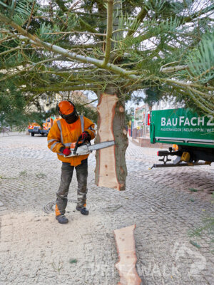 Foto des Albums: Der Weihnachtsbaum wurde aufgestellt