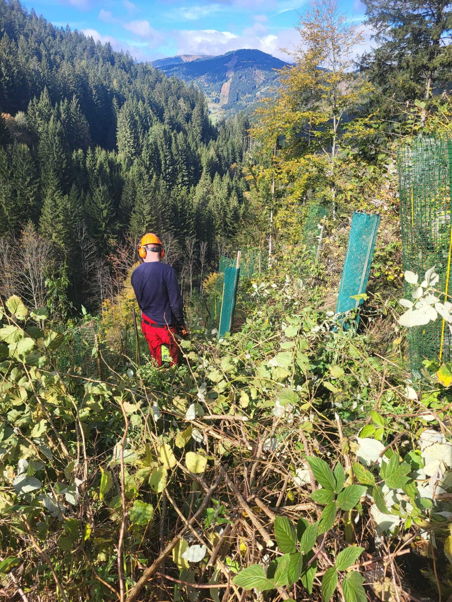 Bild: Forstarbeiten am Steilhang