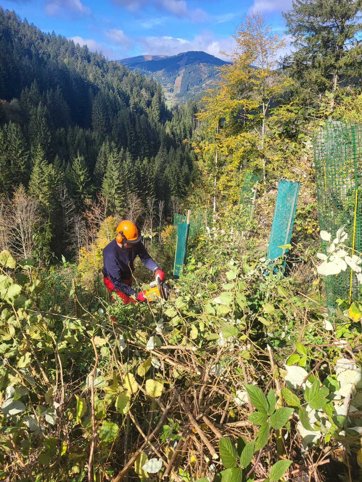 Bild: Forstarbeiten am Steilhang