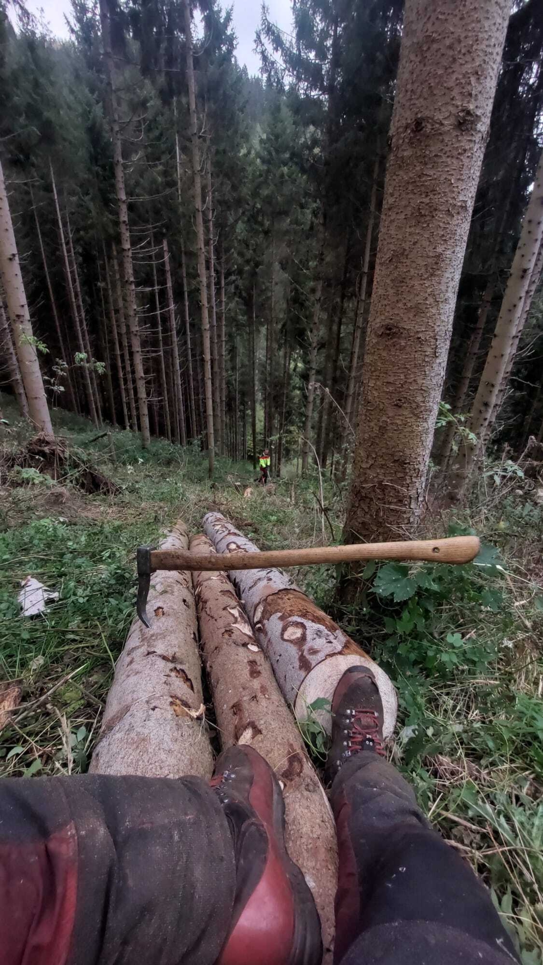 Bild: Forstarbeiten am Steilhang