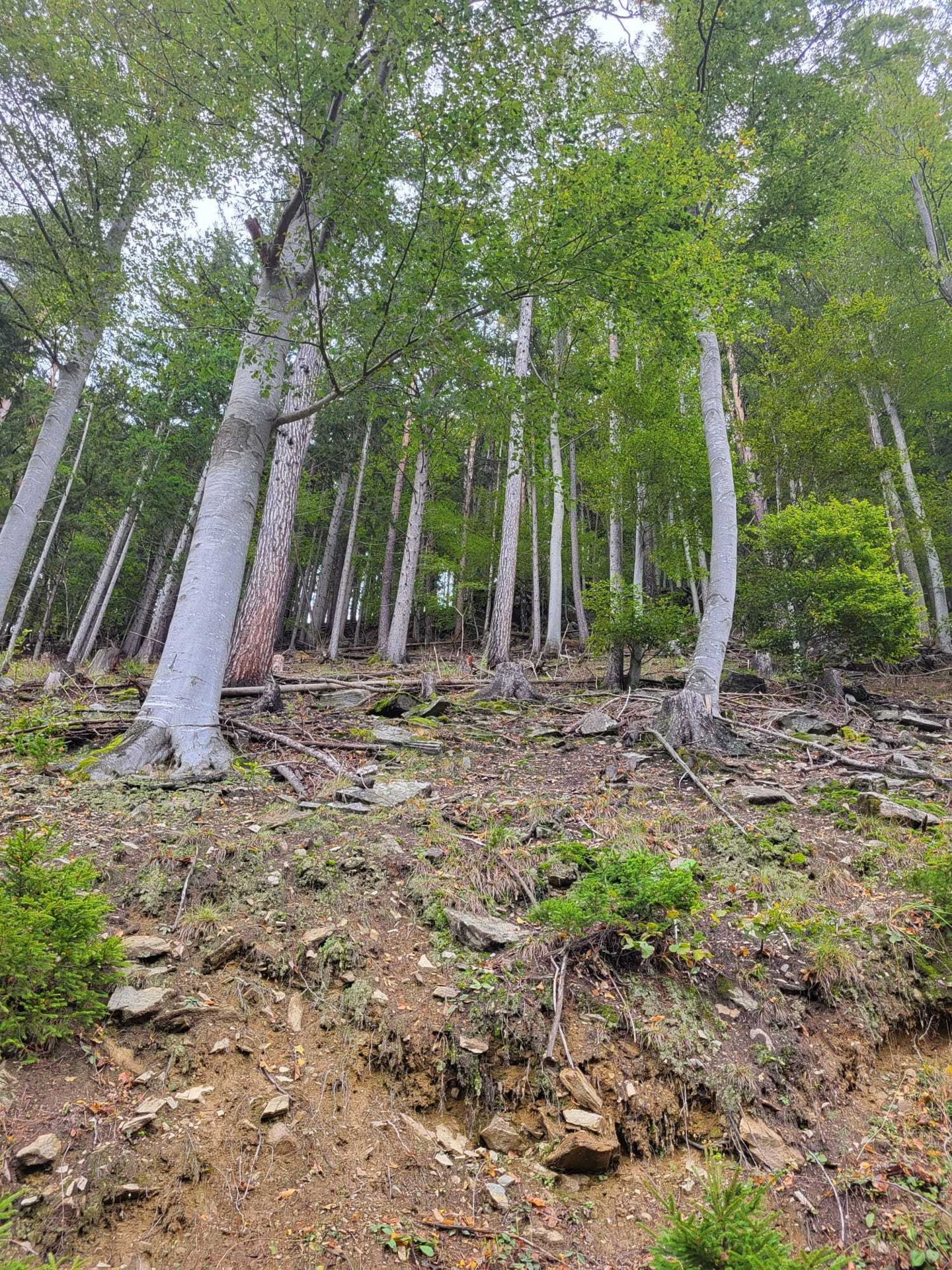 Bild: Forstarbeiten am Steilhang