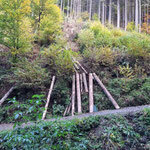 Bild: Forstwirte am Steilhang