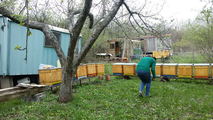 Bild: Bienenhaltung