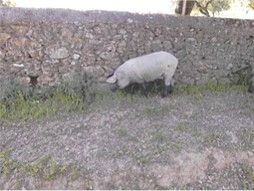 Bild: frei lebendes Ibericoschwein