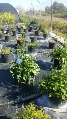 Bild: Besichtigung im Gartencenter