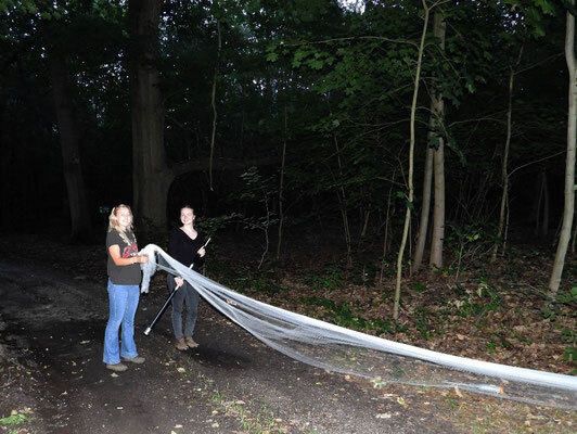Bild: Arbeit am Fledermausprojekt