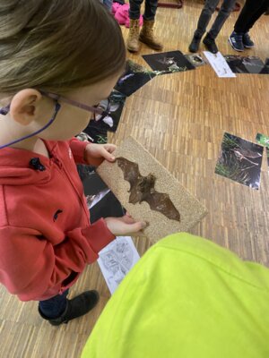 Foto des Albums: Naturparkmodul Fledermaus 2024