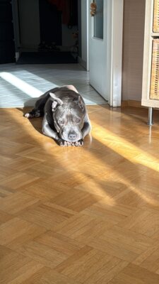 Fotoalbum Hündin Abby