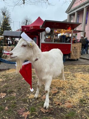 IMG-20241216-WA0007  (Bild vergr&ouml;&szlig;ern)