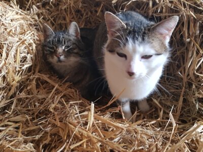 Katze Emma und Lilly  (Bild vergr&ouml;&szlig;ern)