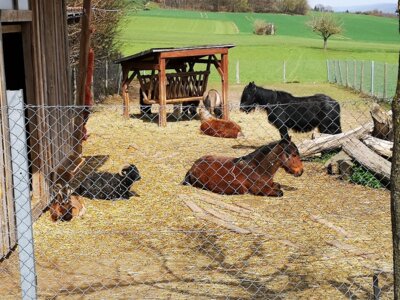 Ponys bei der Mittagsruhe  (Bild vergr&ouml;&szlig;ern)
