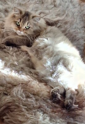 Fotoalbum erst Fee nun Abby