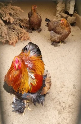 Brahmah&uuml;hner  (Bild vergr&ouml;&szlig;ern)