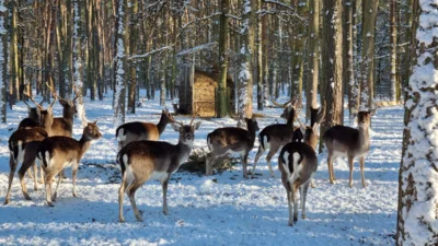 Damwild im Januar 2026  (Bild vergr&ouml;&szlig;ern)