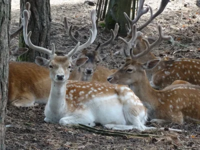 Damwild  (Bild vergr&ouml;&szlig;ern)