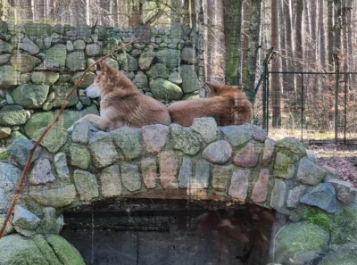 Dingos  (Bild vergr&ouml;&szlig;ern)