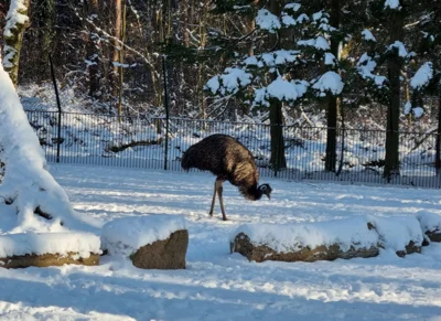 Emu im Schnee am 07.01.2026  (Bild vergr&ouml;&szlig;ern)