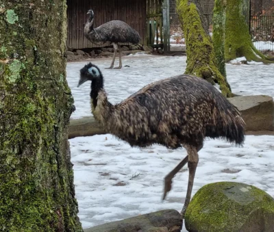 Emus am 16.01.26  (Bild vergr&ouml;&szlig;ern)