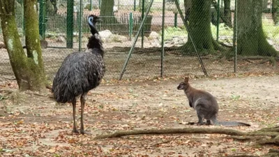 Emu und K&auml;nguru  (Bild vergr&ouml;&szlig;ern)