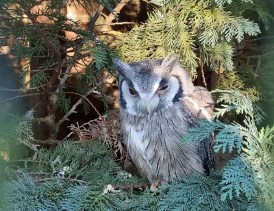 eine Wei&szlig;gesichtseule versteckt im gr&uuml;nen Dickicht  (Bild vergr&ouml;&szlig;ern)