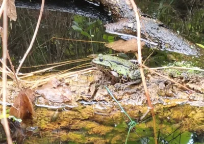 Hurra ein Frosch im Teich  (Bild vergr&ouml;&szlig;ern)