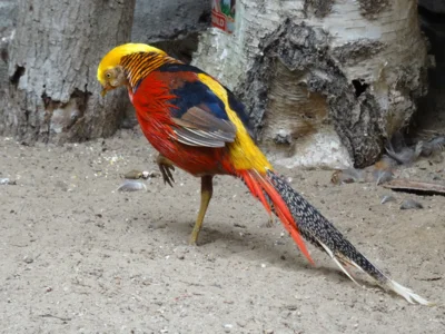 Goldfasan  (Bild vergr&ouml;&szlig;ern)