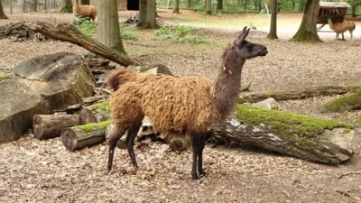 Guanako im August  (Bild vergr&ouml;&szlig;ern)